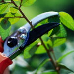 Hand holding garden shears, about to cut a thin branch.