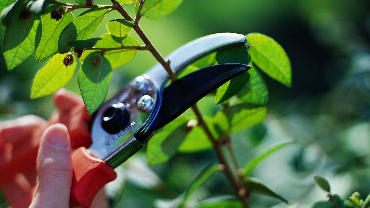 Summer Gardening Quick Start Guide