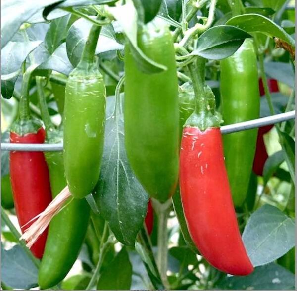 Hot Pepper - Hot Rod Serrano