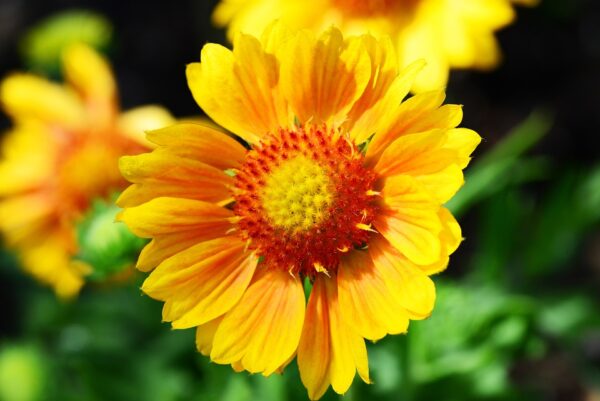 Blanket Flower - Gaillardia