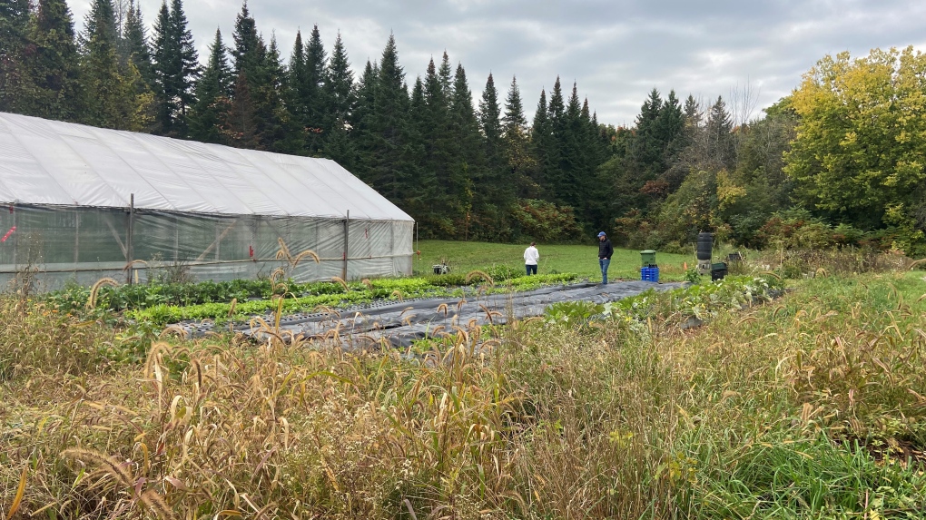 Urban agriculture supports West Island food bank – CTV News Montreal: