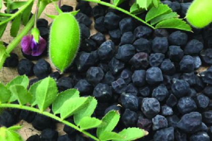 Pea - Chickpea Black Kabouli