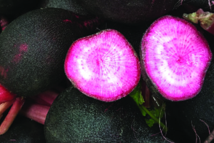 Radish - Winter Black Crimson