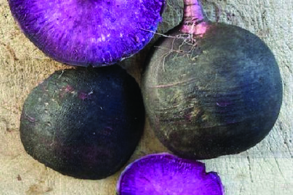 Radish - Black Amethyst