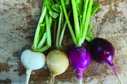 Radish - Tournesol Mix