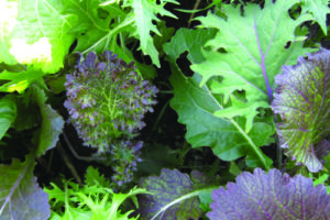 Mesclun - deluxe combo