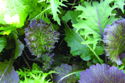 Mesclun