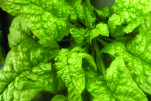 Spinach - Merlo Nero