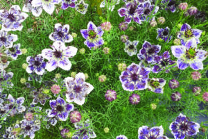 Nigella - Delf Blue