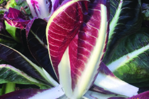 Radicchio - Early Treviso