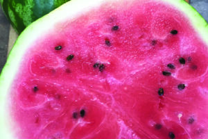 Watermelon - Sweet Dakota Rose