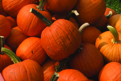 Pumpkin - New England Pie