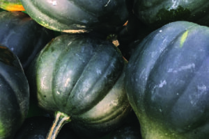 Squash - Acorn Table King