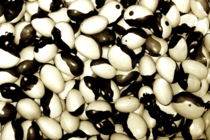 Bean - Orca Dry Bush bean