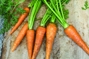 Carrot - Danvers 126