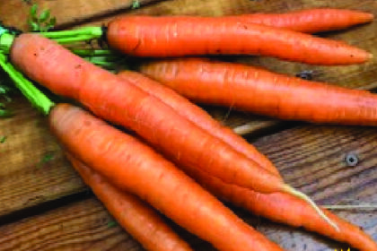 Carrot - Dolciva