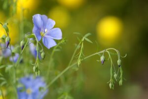Flax