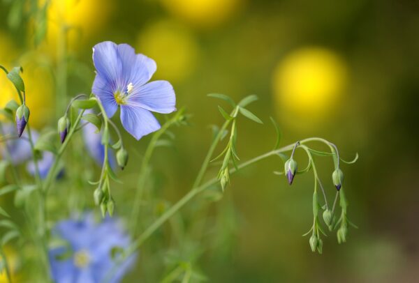 Flax
