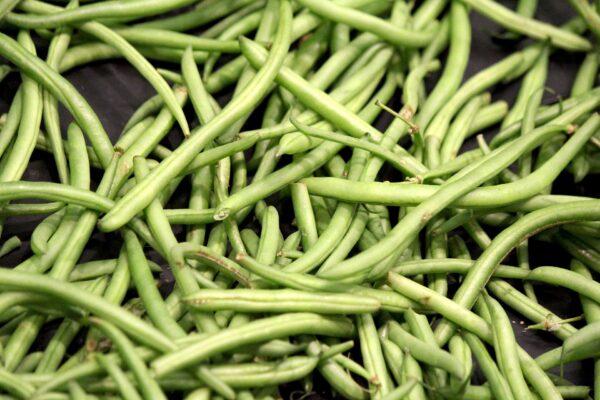 Bean - Seychelles Green Pole
