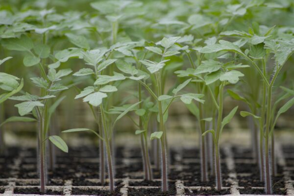 Bundle of summer seedlings