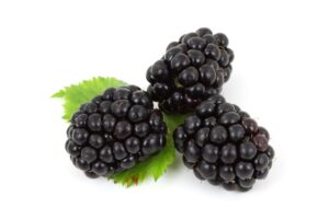 Blackberry - Ouachitas