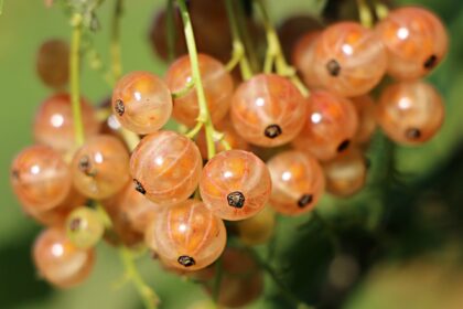 Currant - Pink Champagne
