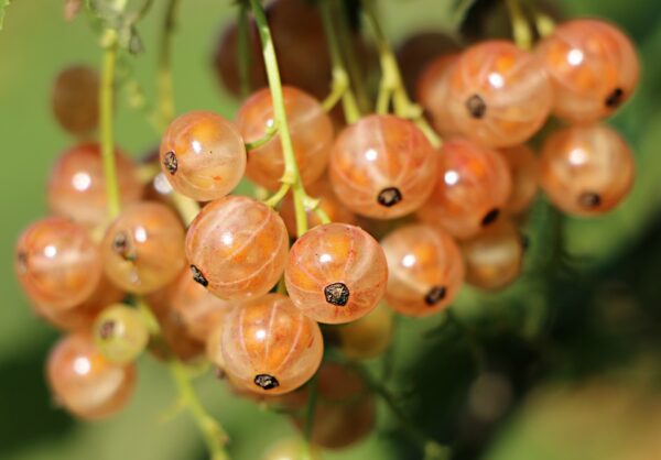 Currant - Pink Champagne