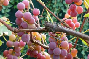 Grape vine - Frontenac Gris