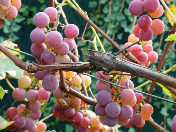 Grape vine - Frontenac Gris