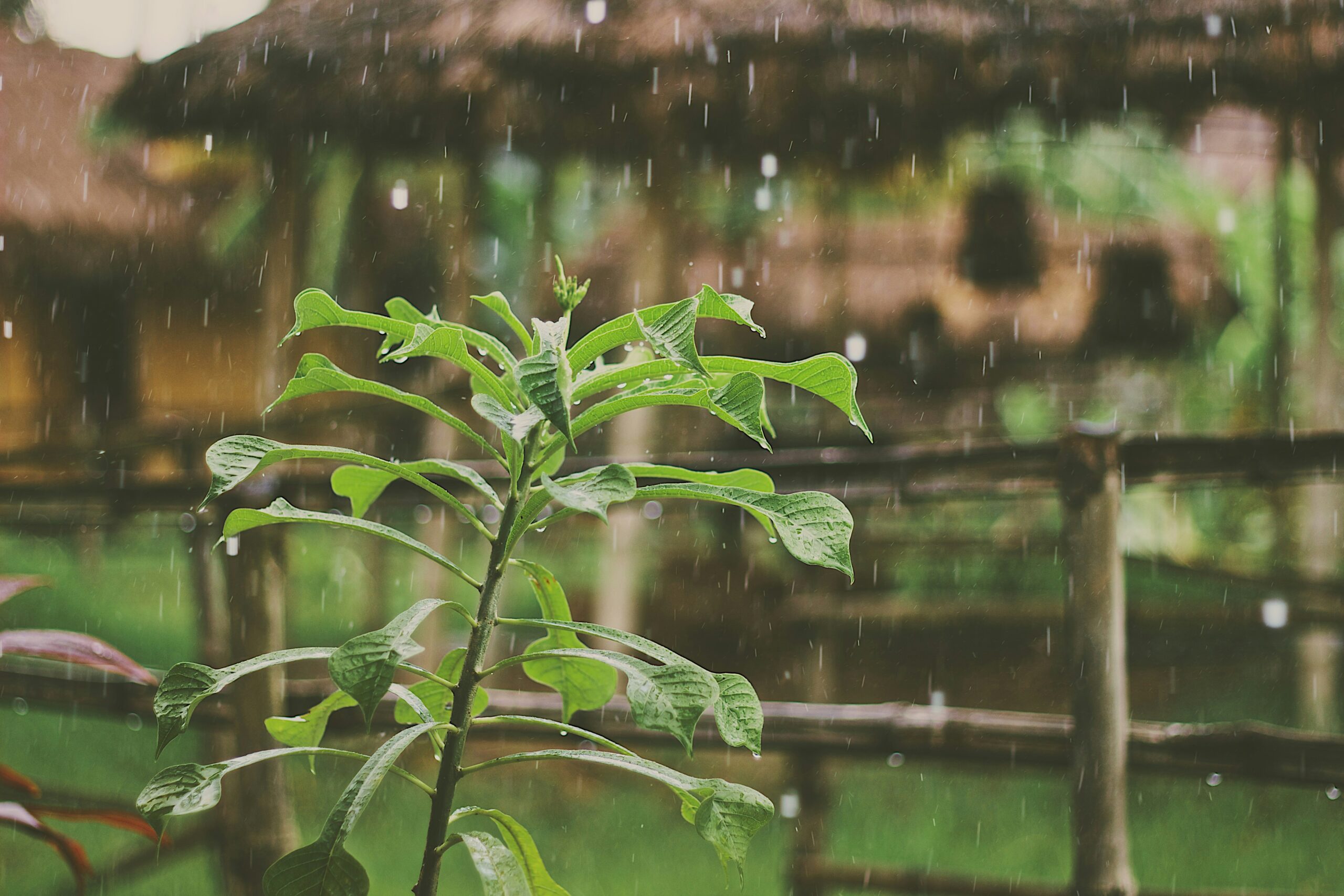Rain Gardens: A Natural Solution to Montreal’s Water Management Challenges