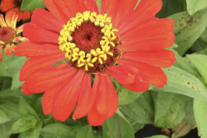Zinnia - Gift