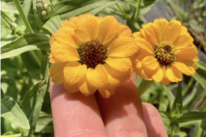Zinnia - Peruvian Yellow