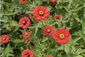 Zinnia - Peruvian Red