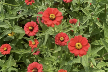 Zinnia - Peruvian Red
