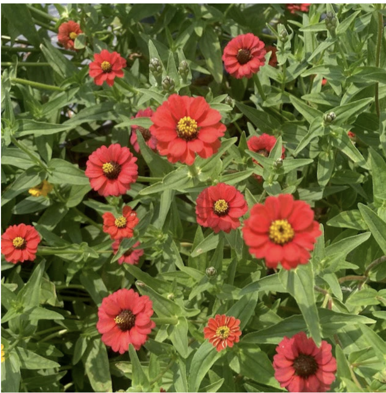 Zinnia - Peruvian Red
