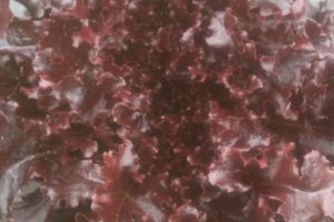 Lettuce - Red Oak Leaf