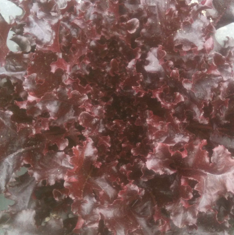 Lettuce - Red Oak Leaf