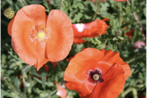 Corn Poppy mix