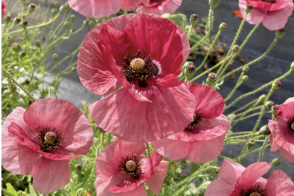 La Vie En Rose - Corn Poppy