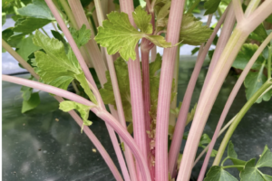Celery - Chinese pink