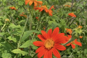Tithonia