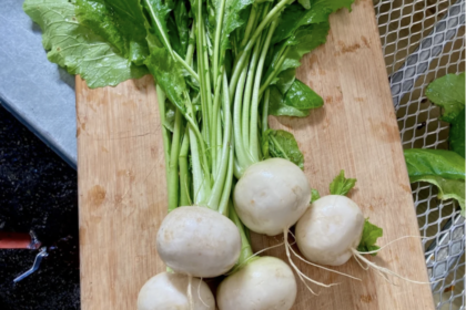 Turnip - Tokyo Market