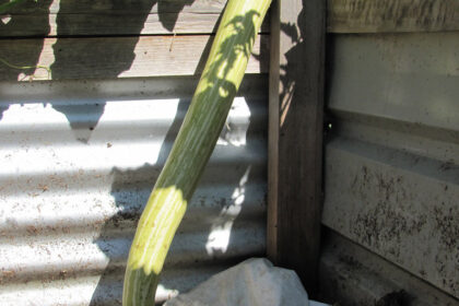Summer Squash - Tromboncino