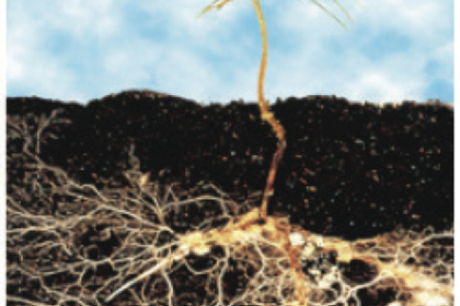 Root Rescue