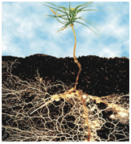 Root Rescue