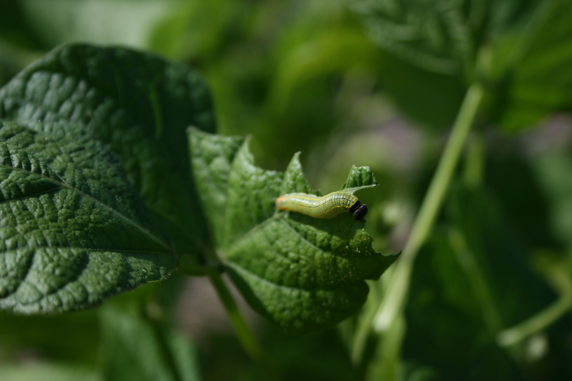 bad boy caterpillar munching