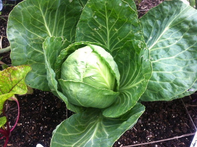 cabbage