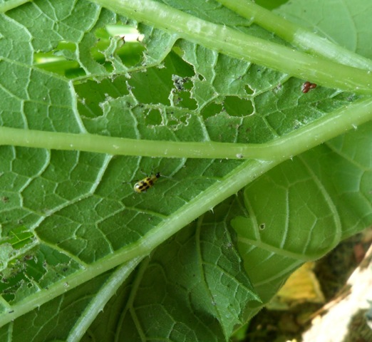 Cucumber beetle