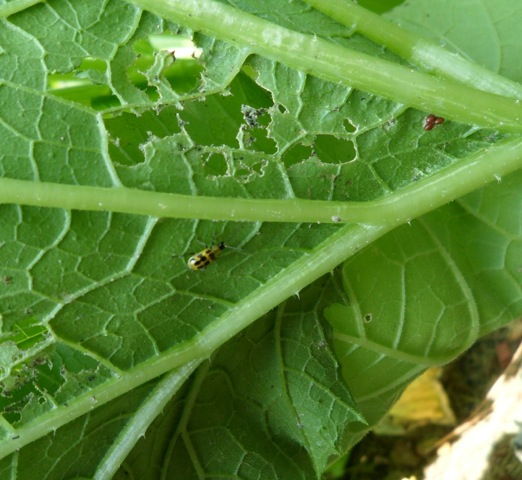 Cucumber beetle