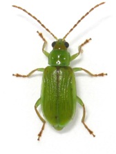 Green cucumber beetle